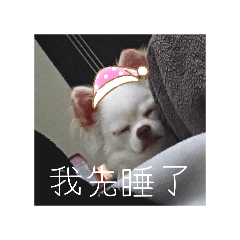 葉佩吉狗勾｜吉娃娃