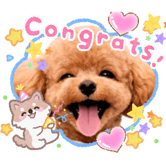 愛犬トイプードルのぷースタンプメーカー作