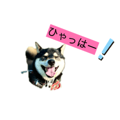 hachi_20260311132839
