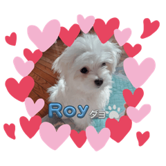 violet_20260311134134