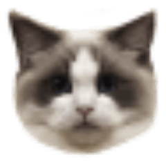 Ragdoll Lumi daily