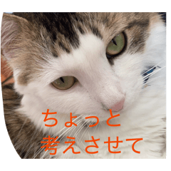 ひとひら