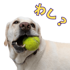 Labrador from a shelter4(Okayama)