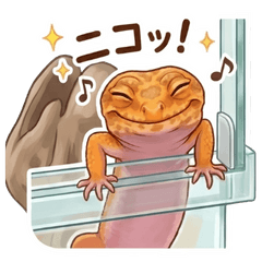 Days of a Leopard gecko