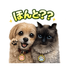 Jasy!_20260311152629