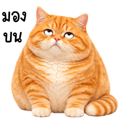 แมวส้มตัวอ้วง