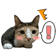 Four thief cats