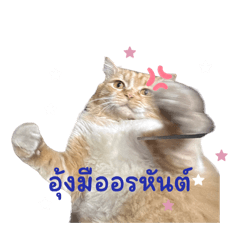 Hashi Hana Hengheng The Cat