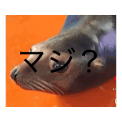 nattu_20260311192640