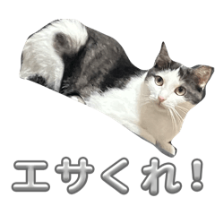 fuumaru_20260311161952