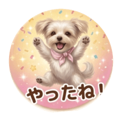 Yorkie Yorkie lovely