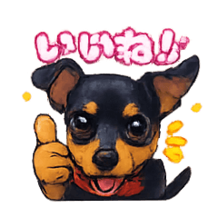 Miniatur Pinscher MOMO