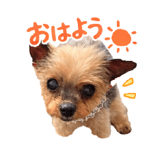 pudding_20260311181658