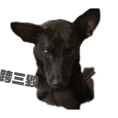 焦糖的生活日記