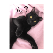 my pet  Mao