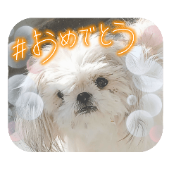 Choko_20260311203526