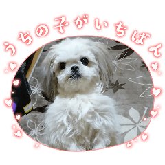 Choko_20260311164859