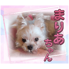 Choko_20260311190700