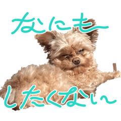 risa_20260311202035