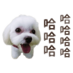 菜菜子寶寶