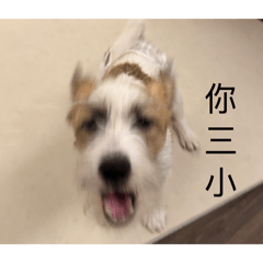 你三小咪咕湯米