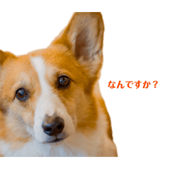 A dog that's brutally honest