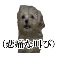 Our cats and dog^._.^