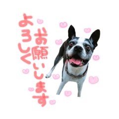 Kaito the dog's stamp.2