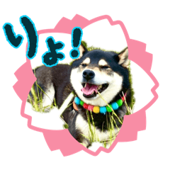 hachi_20260311160840