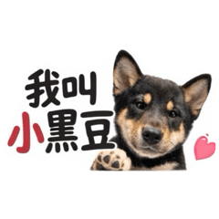 小黑豆！可愛日常～