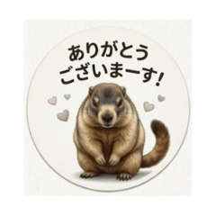 Surreal & Realistic Himalayan Marmots