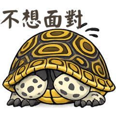 鑽紋龜阿鑽欸日常