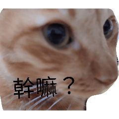 貓貓不可愛