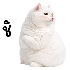 Very Fat White cat so cute