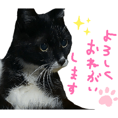 mkgcs_20260311205341