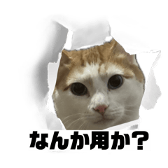 Shiro.Koma_20260312091529