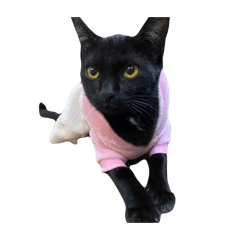 Catcatmeme_20260311144809