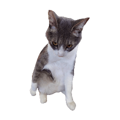 inkoyaki_20260311225345