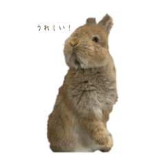 chiffon&noel_20260311173431