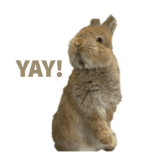 chiffon&noel_20260311170003