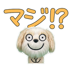 Moving Wiggle Havanese 57