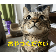 OKAMOTO_20260312121334