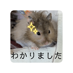 pipimu_20260312121458