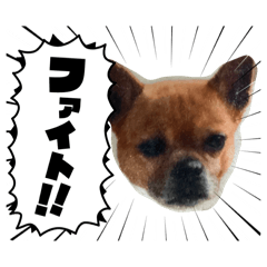 かわちいことのの犬