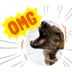 狗狗之生活用語