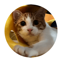 橘皮寶♡︎圓型的各種face