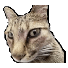 極光聖徒・饅頭 ⚔️ 滅世魔尊・蒜頭