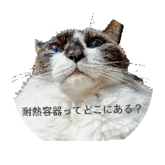 Taichi_20260312144355