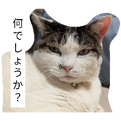 kaerukunn_20260312184428