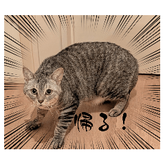 Pigeon_20260312212941